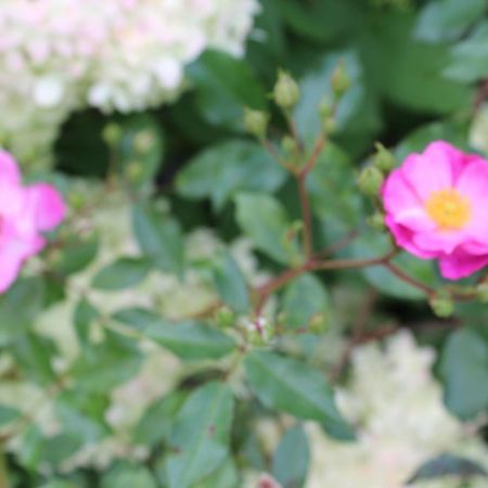 Wijckel Lavenderdream Bed & Breakfast エクステリア 写真