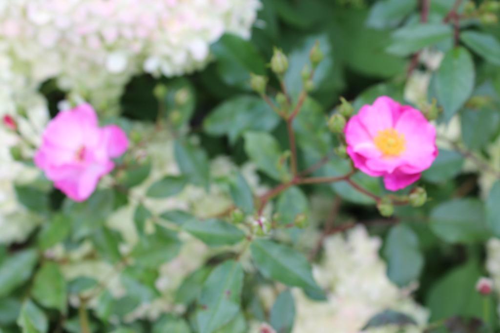 Wijckel Lavenderdream Bed & Breakfast エクステリア 写真